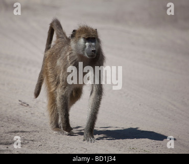 Adult female Chacma Baboon, Papio ursinus, walking along a sandy track in Moremi Game Reserve in northern Botswana Stock Photo