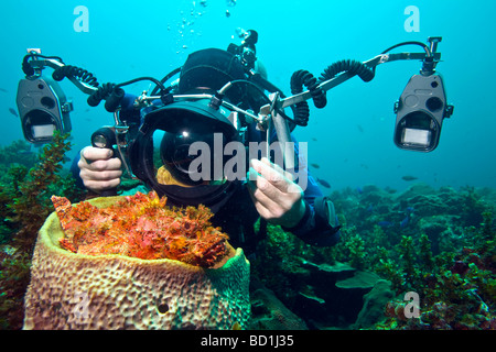 Underwater photographer takes picture of an Scorpionfish in the ocean of the Caribbean isle Curacao in the Netherlands Antilles Stock Photo