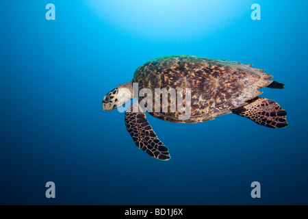 Encounter with an Hawksbill turtle in the ocean near the Caribbean isle Curacao in the Netherlands Antilles Stock Photo