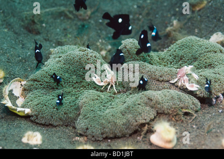 Spotted porcelain crab Neopetrolisthes maculata pair in lives in the shelter of a sea anemone Bali Indonesia Stock Photo