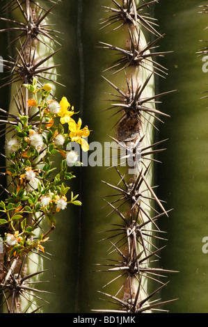 Creosote flowers and seeds grow next to a saguaro cactus Stock Photo