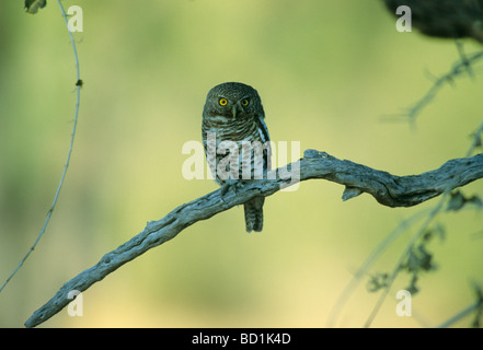African Barred Owl (Glaucidium capense) Okavango Delta, Botswana Stock Photo