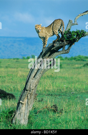 Cheetah (Acinonyx jubatus) Young cheetah in tree looking for prey, Masai Mara Reserve, Kenya