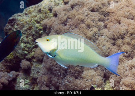 Longnose parrotfish Hipposcarus harid with Cleaner wrasse Red Sea Egypt Stock Photo