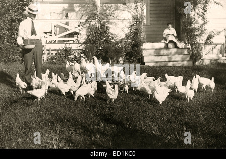Man Feeding Flock of White Chickens Stock Photo