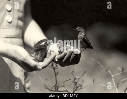 Three Birds Perching on Woman's Hands Stock Photo