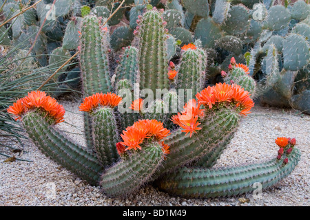 Claret Cup Cactus Desert Botanical Garden Phoenix Arizona USA Stock Photo