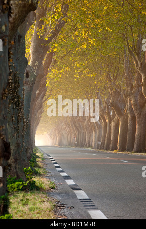 Tree-lined street near St. Remy de-Provence France Stock Photo