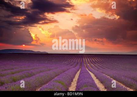 Sunset over Lavender field near Valensole, Provence France Stock Photo