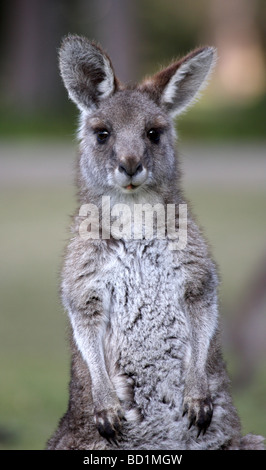 Eastern grey kangaroo joey Stock Photo