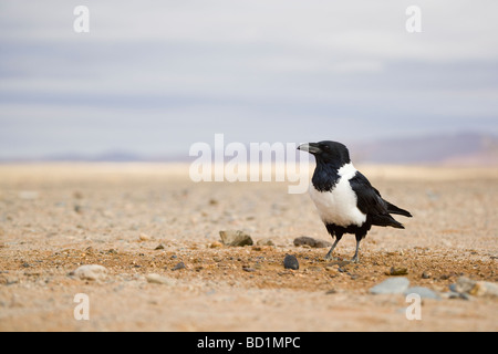 Pied Crow Corvus albus in the Sossusvlei sand dunes in the Namib desert Namibia Africa Stock Photo