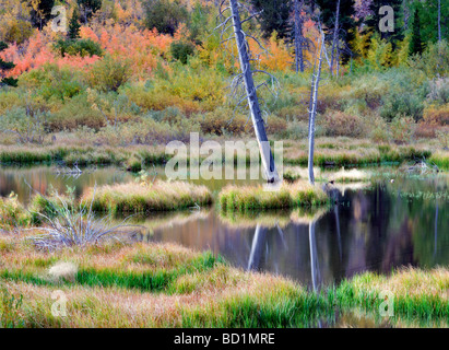 Beaver pond on Mill Creek with fall color Inyo National Forest California