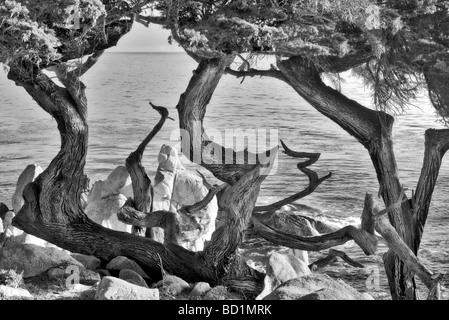 Monterey Cypress trees and ocean 17 Mile Drive Pebble Beach California Stock Photo