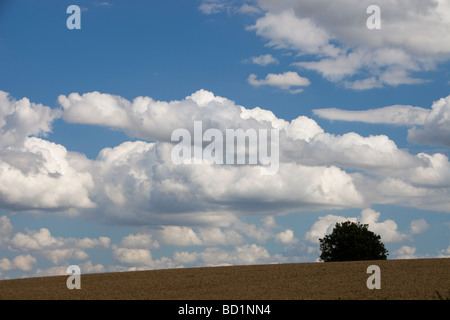 Clouds over a field of wheat in Leicestershire UK Stock Photo