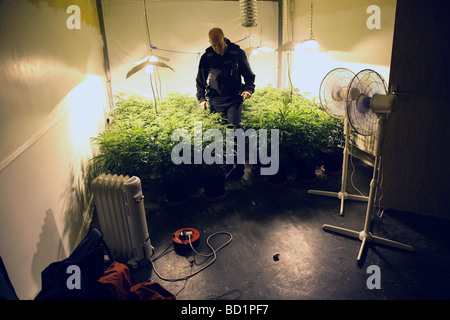 A cannabis farm in a flat, North East England Stock Photo