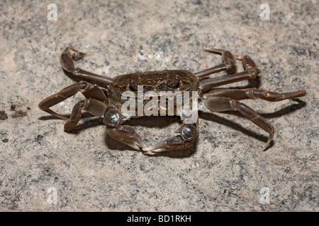 Chinese mitten crab Eriocheir sinensis River Thames London invading species Stock Photo