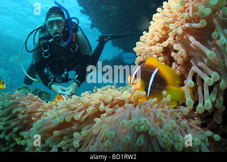 Encounter with an Red Sea Clownfish while diving in the Red Sea near Marsa Alam in Egypt Stock Photo