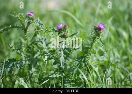 Scotch thistle Onopordum acanthium Stock Photo