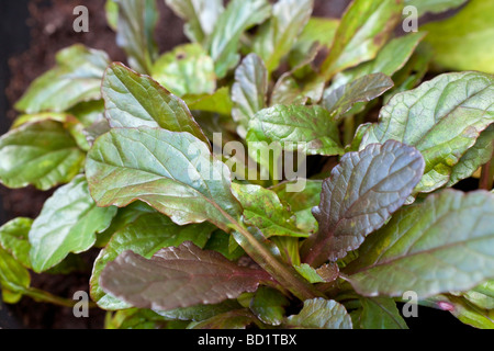 Ajuga reptans common bugle creeping bugleweed Stock Photo