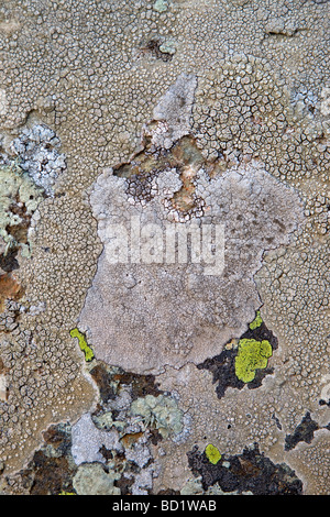 crabs eye lichen Ochrolechia parella crawfish lichen light crottle Stock Photo