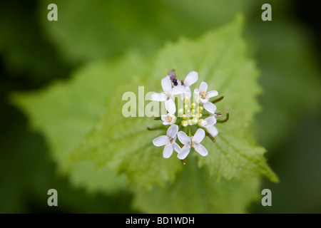 garlic mustard Alliaria petiolata with insect on flower Stock Photo