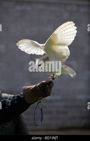 captive barn owl with handler Stock Photo