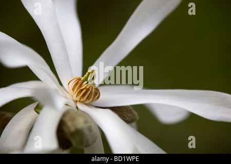 magnolia kobus stellata flower close up Stock Photo