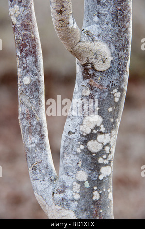 Palo Santo (Bursera graveolens) trunk covered in white lichen Rabida Galapagos Pacific Ocean South America May Stock Photo