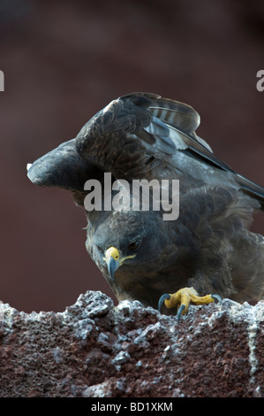 Galapagos Hawk (Buteo galapagoensis) juvenile stretching its wings Rabida Galapagos Islands Pacific Ocean South America May Stock Photo