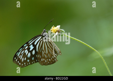 Ceylon Blue Glassy Tiger (Ideopsis similis) Stock Photo