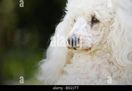 Shot of a White Miniature Poodle Stock Photo