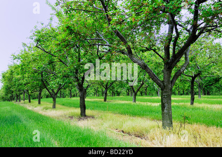 A grove of cherry trees Old Mission Peninsula near Traverse City Stock Photo