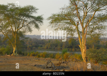 Fever trees on the edge of the Kanniedood dam near Letaba camp, Kruger National Park. Traditionally they were called fever trees Stock Photo