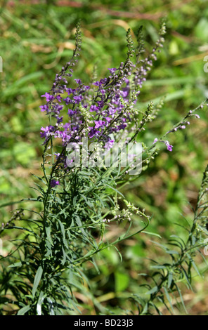 Purple Toadflax, Linaria purpurea, Scrophulariaceae. UK. Stock Photo