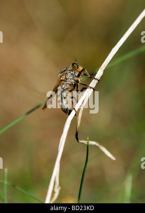Common Awl Robberfly, Neoitamus cyanurus  Syn. Asilus cyanurus, Asilinae, Asilidae, Diptera. UK Stock Photo