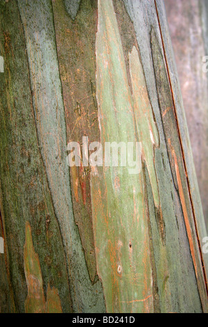 Spinning Gum Tree Bark, Eucalyptus perriniana, Myrtaceae, Victoria, Australia Stock Photo