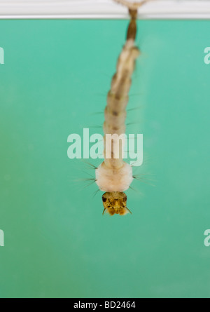 Larva of Yellow Fever mosquito (Aedes aegypti), a species that transmits West Nile Virus, Dengue and Yellow Fever Stock Photo