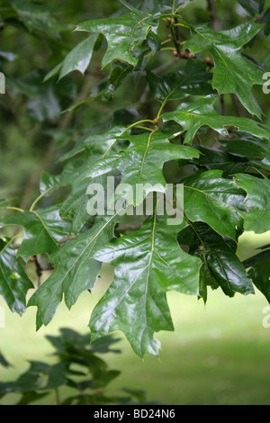 Northern Pin Oak or Hill's Oak Tree Leaves, Quercus ellipsoidalis, Fagaceae, Lobatae, Eastern North America Stock Photo