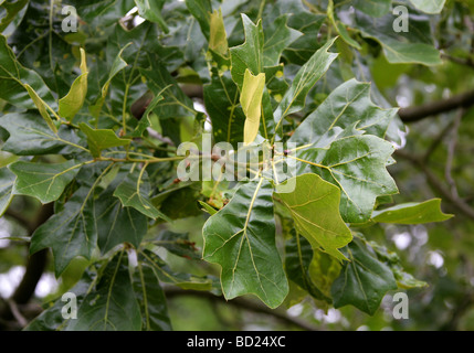 Black Jack or Blackjack Oak Tree Leaves, Quercus marilandica Stock ...