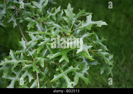Pin Oak or Swamp Spanish Oak Tree Leaves, Quercus palustris, Fagaceae, Lobatae Northeastern USA, North America Stock Photo
