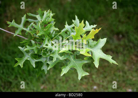 Pin Oak or Swamp Spanish Oak Tree Leaves, Quercus palustris, Fagaceae, Lobatae Northeastern USA, North America Stock Photo