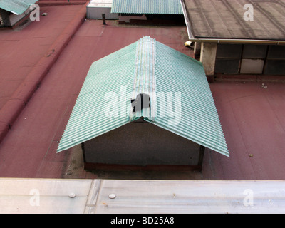 ne black cat on flat roof building in city town Stock Photo