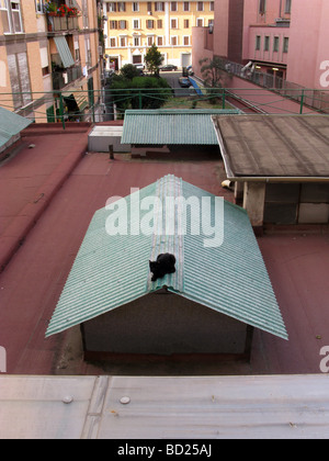 ne black cat on flat roof building in city town Stock Photo