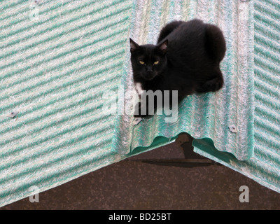 ne black cat on flat roof building in city town Stock Photo