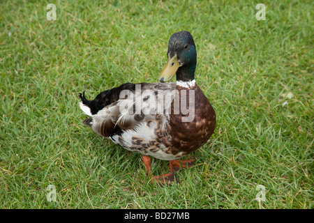 Male Mallard duck (Anas platyrhynchos) Stoke Gabriel Devon England Stock Photo
