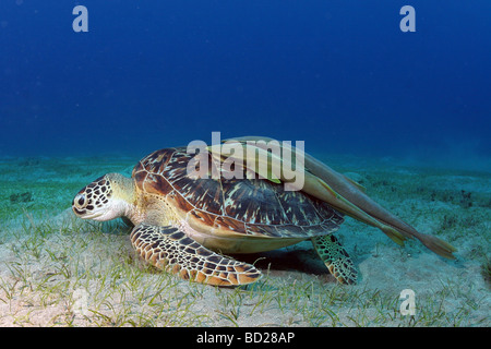 Encounter with an Hawksbill Turtle while diving in the Red Sea near Marsa Alam in Egypt Stock Photo