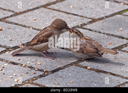 Mother House Sparrow (passer domesticus) feeding fledgling Stock Photo