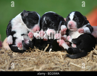 baby 5 week old Collie Kelpie puppies Stock Photo