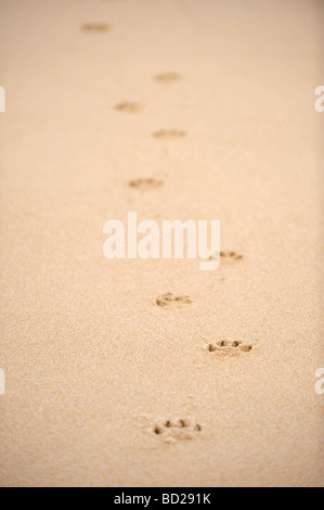 animal paw prints in sand in Scotland Stock Photo