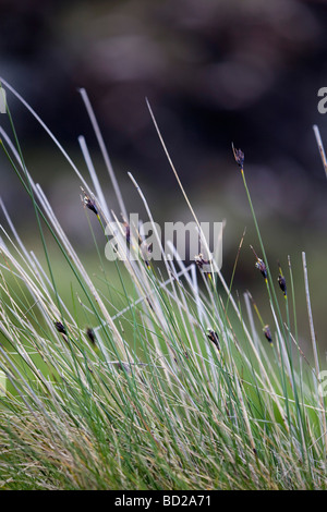 black bog rush Schoenus nigricans Stock Photo